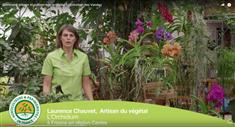 Comment arroser et cultiver une orchidée ? L'entretien des Vandas
