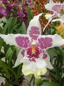 Entretenir et rempoter vos orchidées