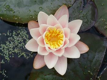 Nénuphar 'Marliacea Carnea'